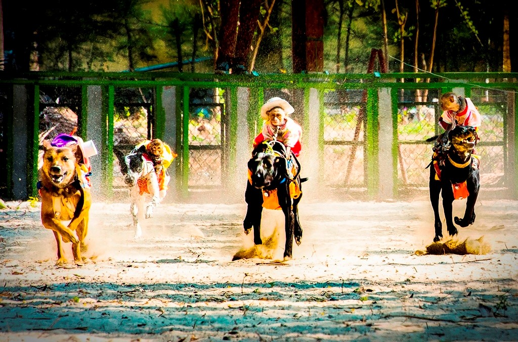 dua-cho-dao-khi-nha-trang%201