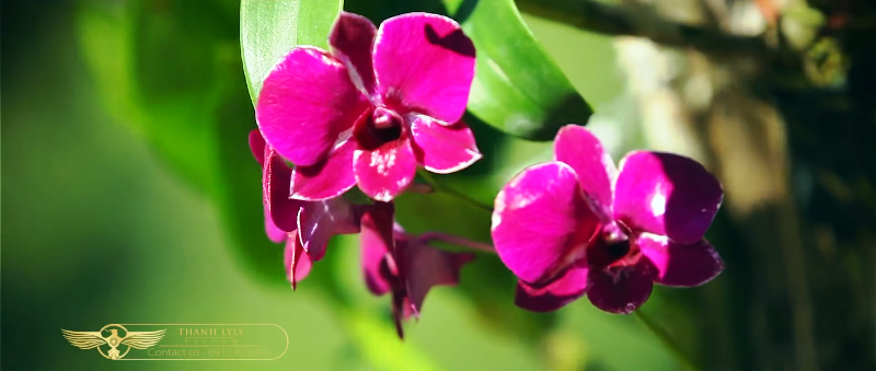 Orchid-Island-6