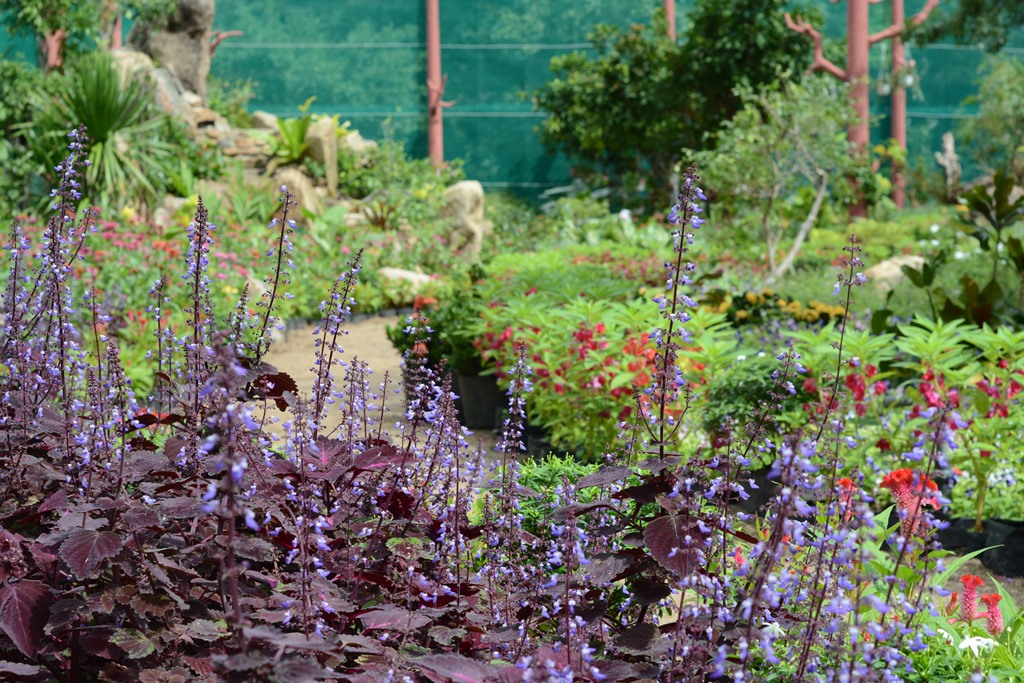 vuon-buom-nha-trang-12