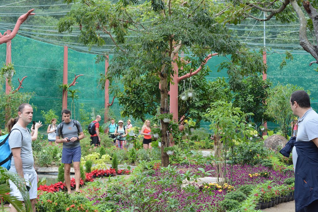 vuon-buom-nha-trang-12