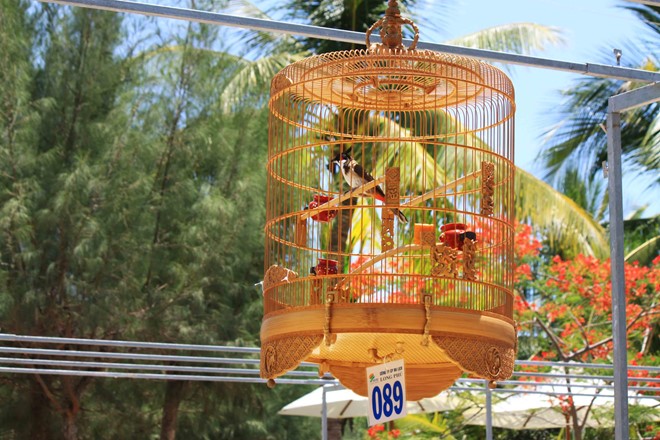 hoi-thi-chim-chao-mao-long-phu-khanh-hoa