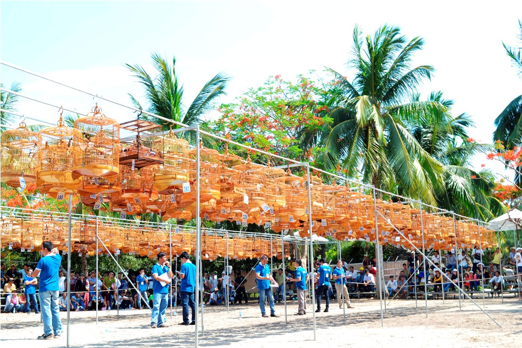 hoi-thi-chim-chao-mao-long-phu-khanh-hoa