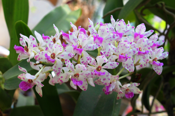 gia-hac-hon-heo-khanh-hoa