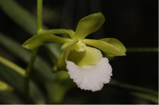 Christensonia-vietnamica