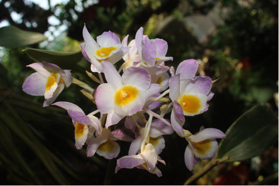 Dendrobium%20amabile