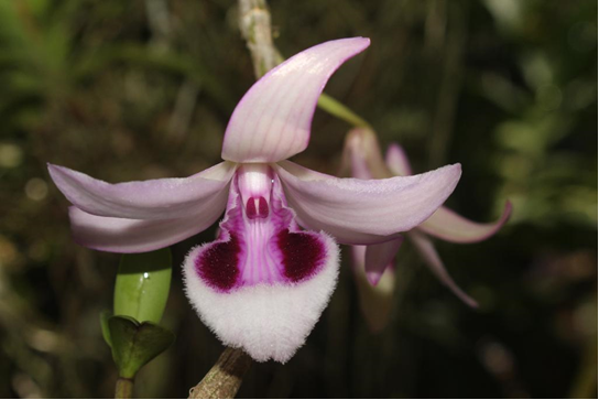 Dendrobium%20anosmum