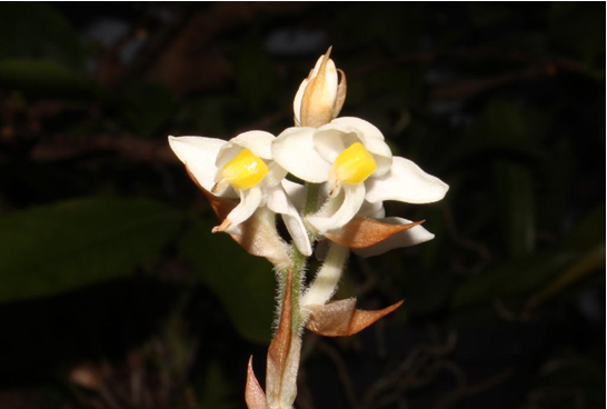 Lan Gấm (Ludisia discolor)