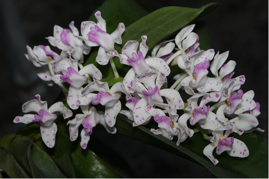 Rhynchostylis-gigantea